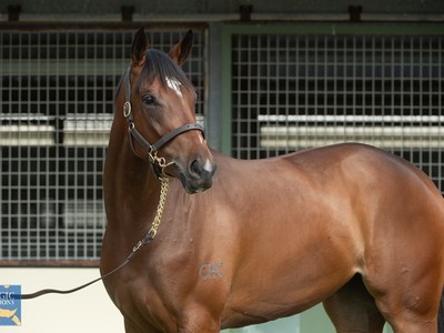 A-List Stud’s Chris Lee On Their Draft for Magic Millions’ 2 ... Image 2